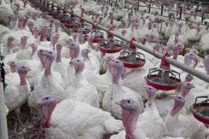 Australian turkey farming - Close to slaughter weight - Captured at Ingham Turkey Farm, Marulan NSW Australia.