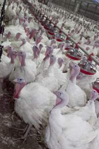 Australian turkey farming - Close to slaughter weight - Captured at Ingham Turkey Farm, Marulan NSW Australia.