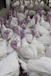 Australian turkey farming - Close to slaughter weight - Captured at Ingham Turkey Farm, Marulan NSW Australia.