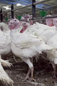 Australian turkey farming - Close to slaughter weight - Captured at Ingham Turkey Farm, Marulan NSW Australia.