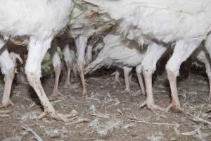 Australian turkey farming - Close to slaughter weight - Captured at Ingham Turkey Farm, Marulan NSW Australia.