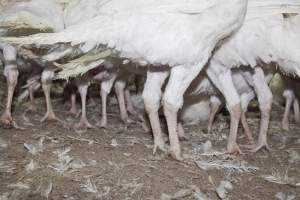 Australian turkey farming - Close to slaughter weight - Captured at Ingham Turkey Farm, Marulan NSW Australia.