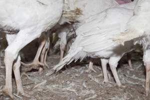 Australian turkey farming - Close to slaughter weight - Captured at Ingham Turkey Farm, Marulan NSW Australia.