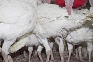 Australian turkey farming - Close to slaughter weight - Captured at Ingham Turkey Farm, Marulan NSW Australia.