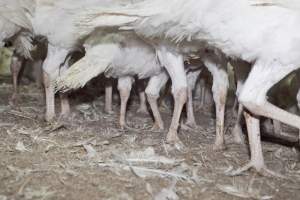 Australian turkey farming - Close to slaughter weight - Captured at Ingham Turkey Farm, Marulan NSW Australia.