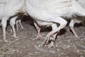 Australian turkey farming - Close to slaughter weight - Captured at Ingham Turkey Farm, Marulan NSW Australia.