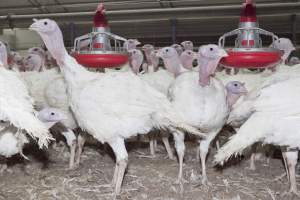 Australian turkey farming - Close to slaughter weight - Captured at Ingham Turkey Farm, Marulan NSW Australia.