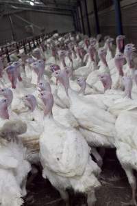 Australian turkey farming - Close to slaughter weight - Captured at Ingham Turkey Farm, Marulan NSW Australia.