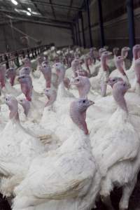 Australian turkey farming - Close to slaughter weight - Captured at Ingham Turkey Farm, Marulan NSW Australia.