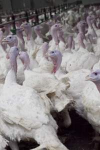 Australian turkey farming - Close to slaughter weight - Captured at Ingham Turkey Farm, Marulan NSW Australia.