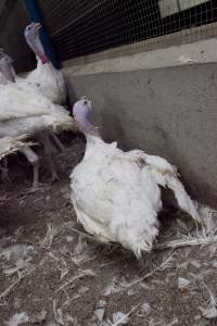 Australian turkey farming - Close to slaughter weight - Captured at Ingham Turkey Farm, Marulan NSW Australia.