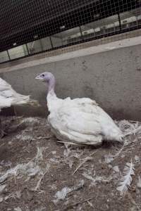 Australian turkey farming - Close to slaughter weight - Captured at Ingham Turkey Farm, Marulan NSW Australia.