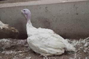 Australian turkey farming - Close to slaughter weight - Captured at Ingham Turkey Farm, Marulan NSW Australia.