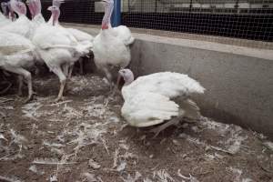 Australian turkey farming - Close to slaughter weight - Captured at Ingham Turkey Farm, Marulan NSW Australia.