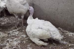 Australian turkey farming - Close to slaughter weight - Captured at Ingham Turkey Farm, Marulan NSW Australia.