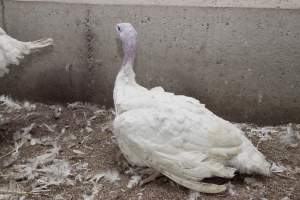 Australian turkey farming - Close to slaughter weight - Captured at Ingham Turkey Farm, Marulan NSW Australia.