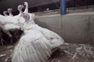 Australian turkey farming - Close to slaughter weight - Captured at Ingham Turkey Farm, Marulan NSW Australia.