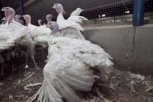 Australian turkey farming - Close to slaughter weight - Captured at Ingham Turkey Farm, Marulan NSW Australia.