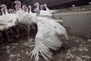 Australian turkey farming - Close to slaughter weight - Captured at Ingham Turkey Farm, Marulan NSW Australia.