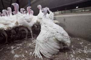 Australian turkey farming - Close to slaughter weight - Captured at Ingham Turkey Farm, Marulan NSW Australia.