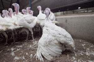 Australian turkey farming - Close to slaughter weight - Captured at Ingham Turkey Farm, Marulan NSW Australia.