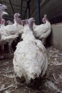 Australian turkey farming - Close to slaughter weight - Captured at Ingham Turkey Farm, Marulan NSW Australia.