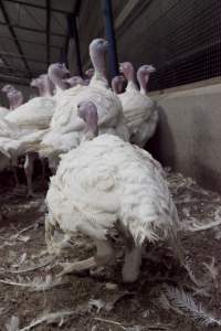 Australian turkey farming - Close to slaughter weight - Captured at Ingham Turkey Farm, Marulan NSW Australia.