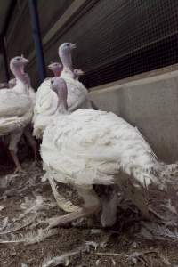 Australian turkey farming - Close to slaughter weight - Captured at Ingham Turkey Farm, Marulan NSW Australia.