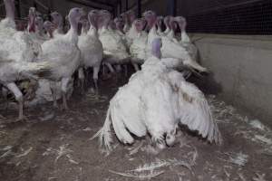 Australian turkey farming - Close to slaughter weight - Captured at Ingham Turkey Farm, Marulan NSW Australia.