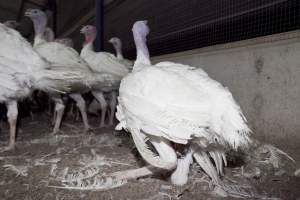 Australian turkey farming - Close to slaughter weight - Captured at Ingham Turkey Farm, Marulan NSW Australia.