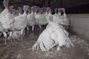 Australian turkey farming, 2012