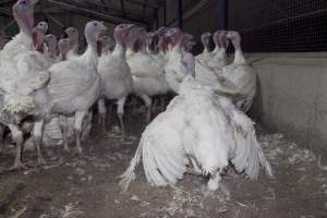 Australian turkey farming - Close to slaughter weight - Captured at Ingham Turkey Farm, Marulan NSW Australia.