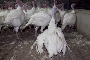 Australian turkey farming - Close to slaughter weight - Captured at Ingham Turkey Farm, Marulan NSW Australia.