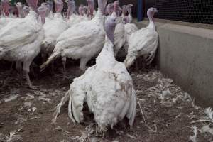 Australian turkey farming - Close to slaughter weight - Captured at Ingham Turkey Farm, Marulan NSW Australia.