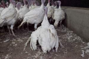 Australian turkey farming - Close to slaughter weight - Captured at Ingham Turkey Farm, Marulan NSW Australia.