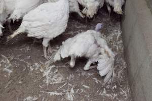 Australian turkey farming - Close to slaughter weight - Captured at Ingham Turkey Farm, Marulan NSW Australia.