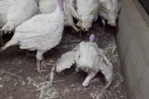 Australian turkey farming - Close to slaughter weight - Captured at Ingham Turkey Farm, Marulan NSW Australia.