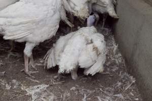 Australian turkey farming - Close to slaughter weight - Captured at Ingham Turkey Farm, Marulan NSW Australia.