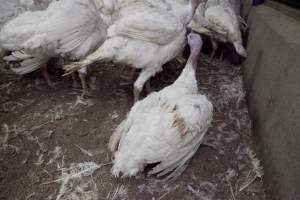 Australian turkey farming - Close to slaughter weight - Captured at Ingham Turkey Farm, Marulan NSW Australia.