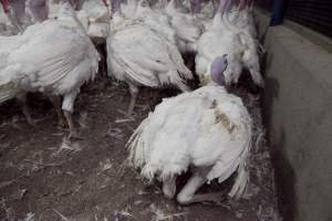 Australian turkey farming - Close to slaughter weight - Captured at Ingham Turkey Farm, Marulan NSW Australia.