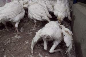 Australian turkey farming - Close to slaughter weight - Captured at Ingham Turkey Farm, Marulan NSW Australia.