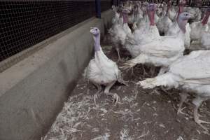 Australian turkey farming - Close to slaughter weight - Captured at Ingham Turkey Farm, Marulan NSW Australia.