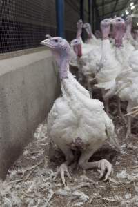 Australian turkey farming - Close to slaughter weight - Captured at Ingham Turkey Farm, Marulan NSW Australia.