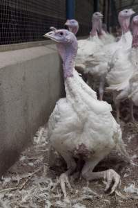 Australian turkey farming - Close to slaughter weight - Captured at Ingham Turkey Farm, Marulan NSW Australia.