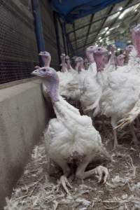 Australian turkey farming, 2012