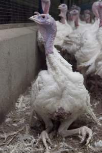 Australian turkey farming - Close to slaughter weight - Captured at Ingham Turkey Farm, Marulan NSW Australia.