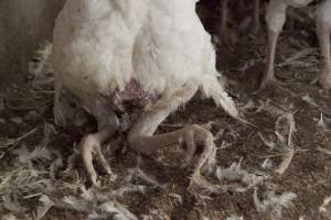 Australian turkey farming - Close to slaughter weight - Captured at Ingham Turkey Farm, Marulan NSW Australia.