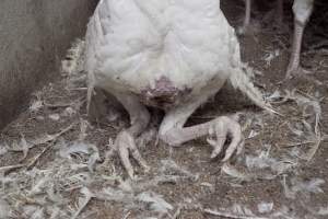 Australian turkey farming - Close to slaughter weight - Captured at Ingham Turkey Farm, Marulan NSW Australia.