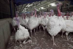 Australian turkey farming - Close to slaughter weight - Captured at Ingham Turkey Farm, Marulan NSW Australia.