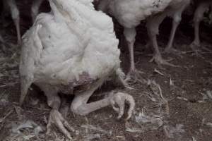 Australian turkey farming - Close to slaughter weight - Captured at Ingham Turkey Farm, Marulan NSW Australia.